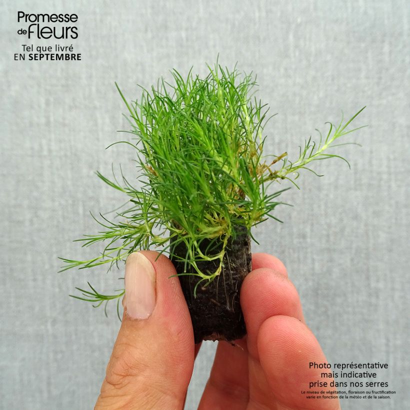 Spécimen de Sagina subulata Scottish Moss - Sagine subulée Mini-motte Ø 1,5/2,5 cm tel que livré en automne