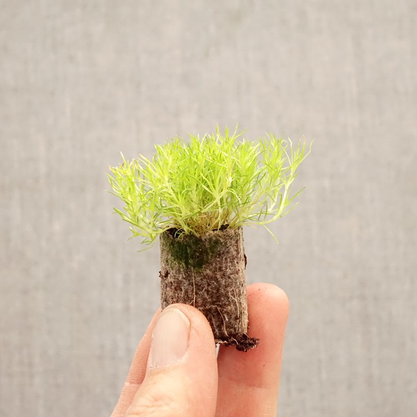 Spécimen de Sagina subulata Scottish Moss - Sagine subulée Mini-motte Ø 1,5/2,5 cm tel que livré au printemps