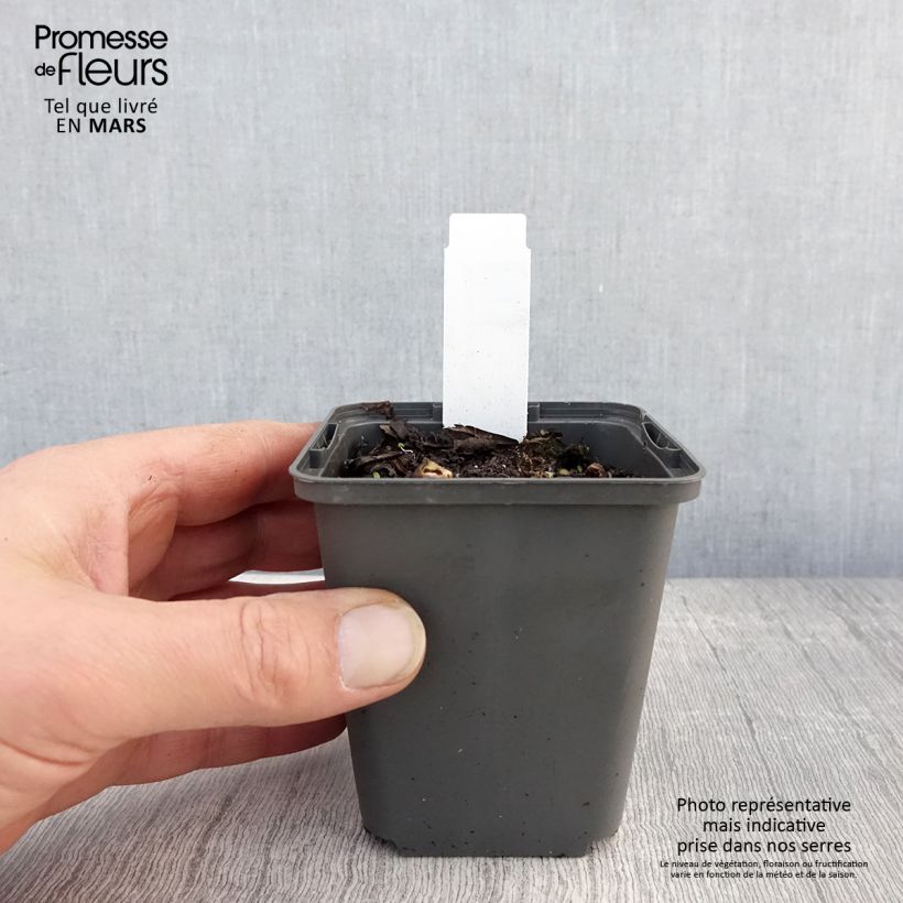 Spécimen de Sagittaire - Sagittaria sagittifolia Flore Pleno Godet de 8/9 cm tel que livré au printemps