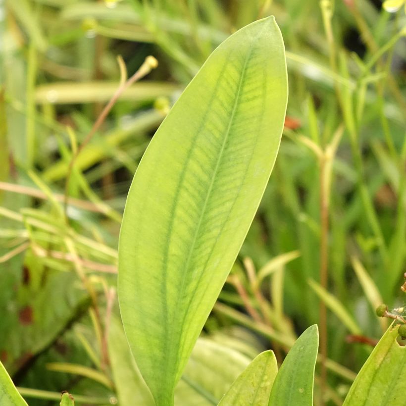 Sagittaria graminea - Sagittaire à feuilles de graminée (Feuillage)