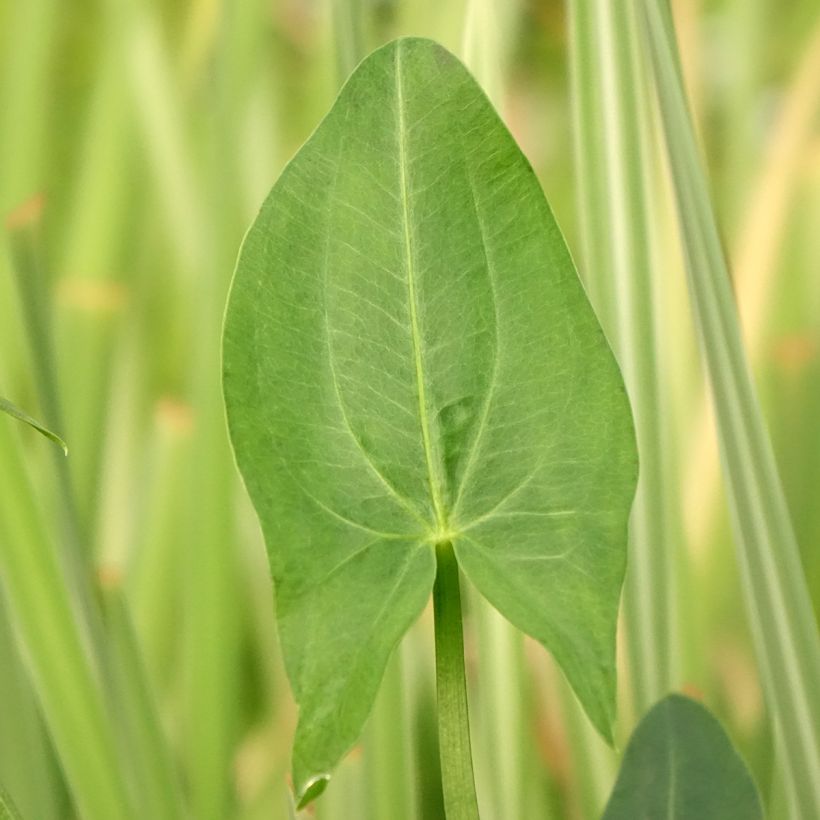 Sagittaria latifolia - Sagittaire à larges feuilles (Feuillage)