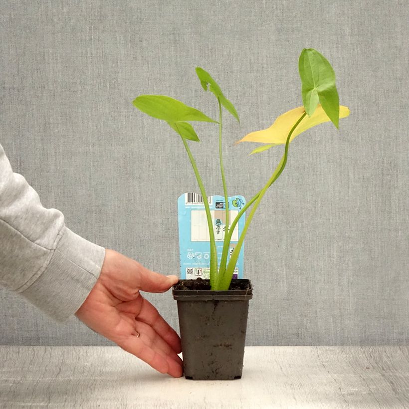 Spécimen de Sagittaria latifolia - Sagittaire à larges feuilles Godet de 8/9 cm tel que livré en été