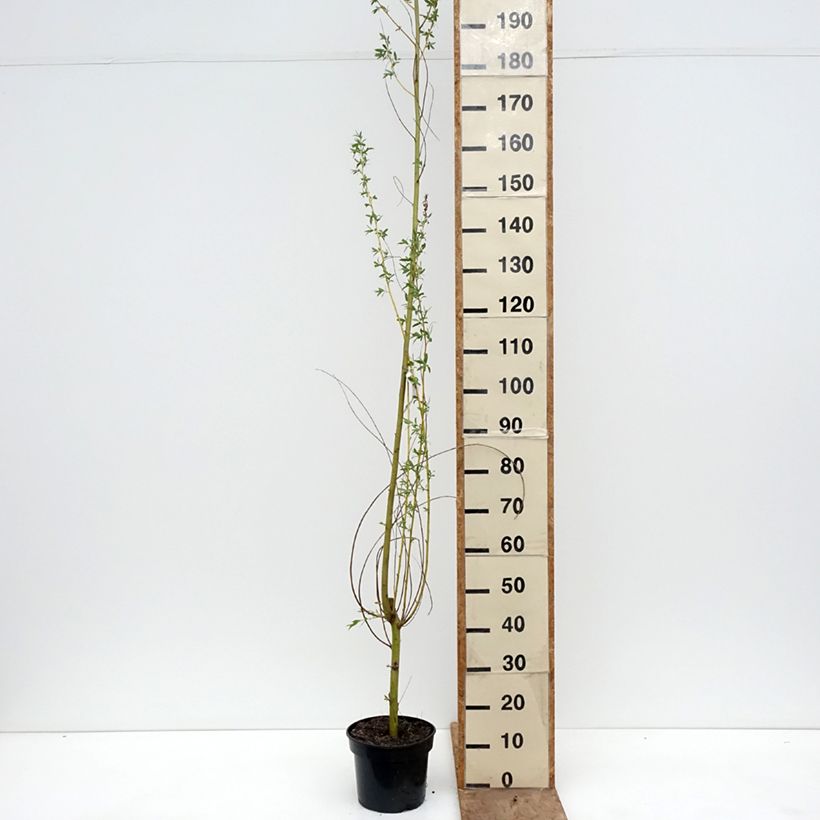 Spécimen de Salix alba Golden Ness - Saule blanc à bois doré  Pot de 4L/5L tel que livré au printemps