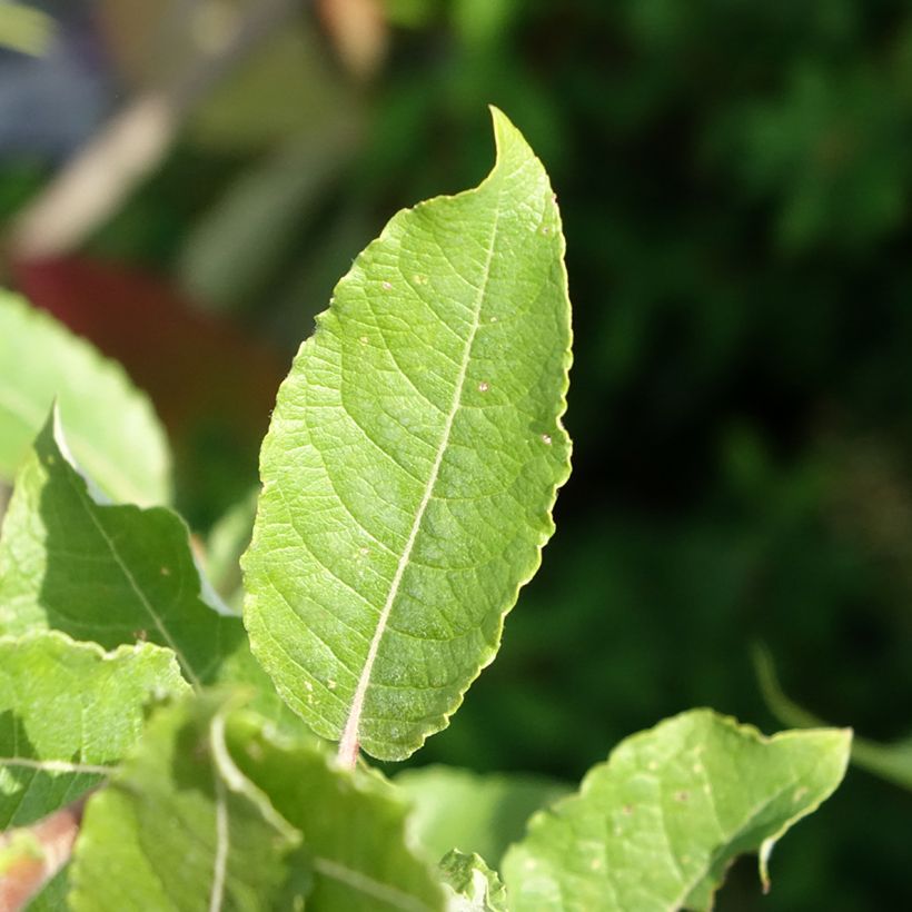 Salix caprea Gold-Bienenkätzchen - Saule marsault (Foliage)
