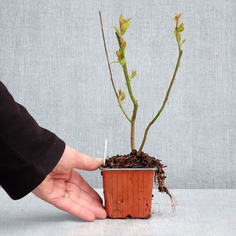 Spécimen de Salix chaenomeloides Mount Aso - Saule japonais Godet de 8/9 cm tel que livré au printemps