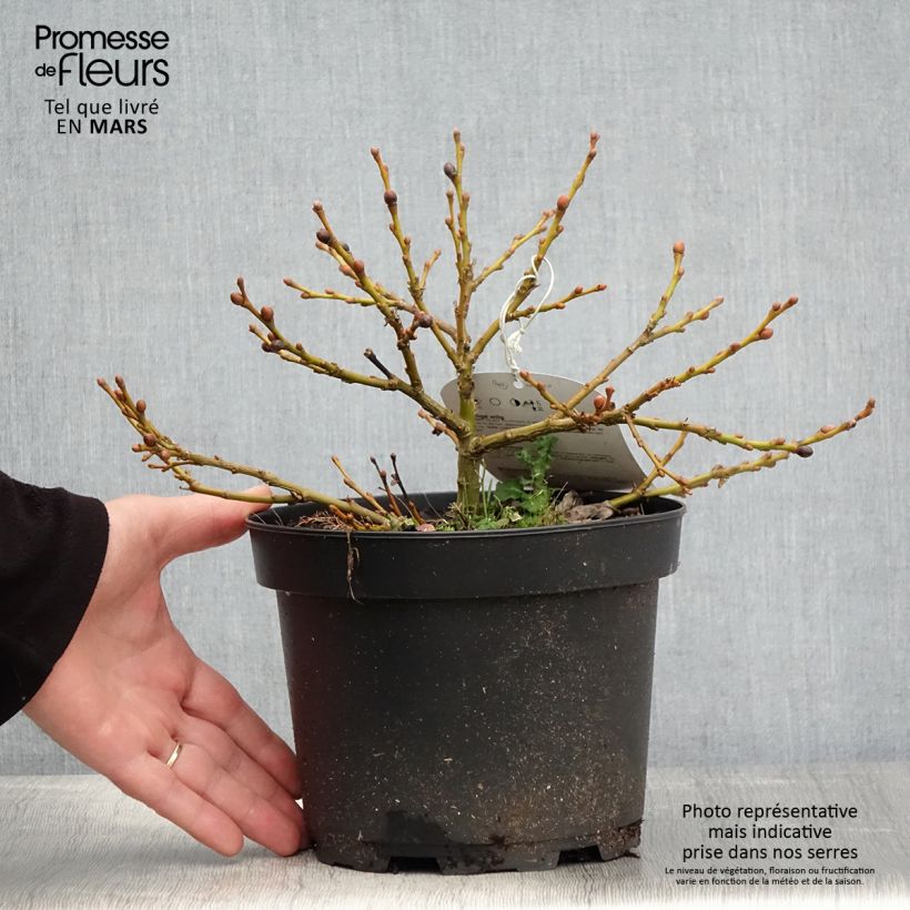 Spécimen de Salix lanata - Saule laineux Pot de 2L/3L tel que livré au printemps