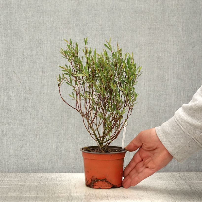 Spécimen de Salix purpurea Nana - Saule pourpre Godet de 8/9 cm tel que livré au printemps