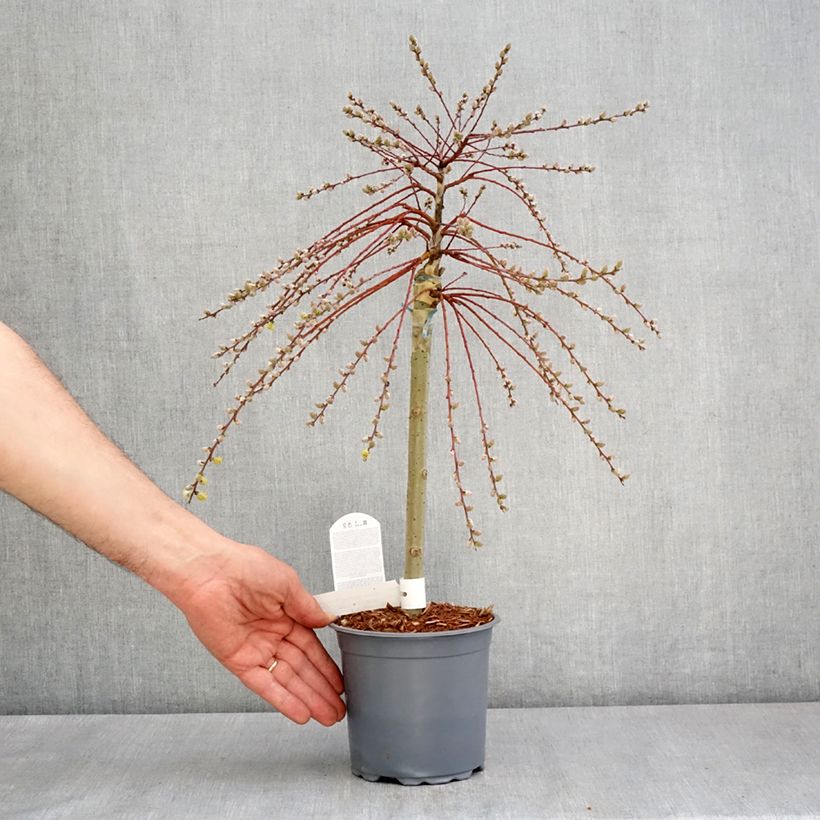 Spécimen de Salix repens Armando - Saule rampant Pot de 1,5L/2L, Mini-tige, Tige de 30 cm tel que livré au printemps