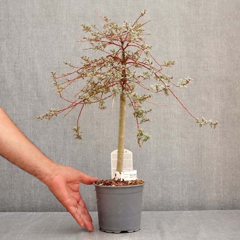 Spécimen de Salix repens Armando - Saule rampant Pot de 1,5L/2L, Mini-tige, Tige de 30 cm tel que livré en été