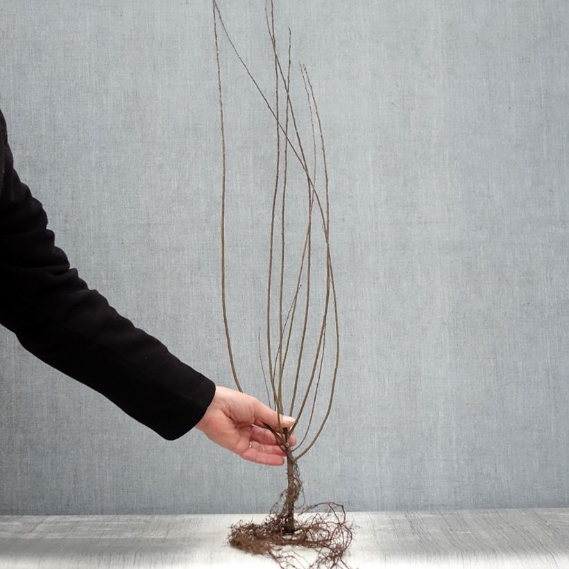 Example of Salix repens - Saule rampant Racines nues, Buisson, Ramifié as you get in hiver