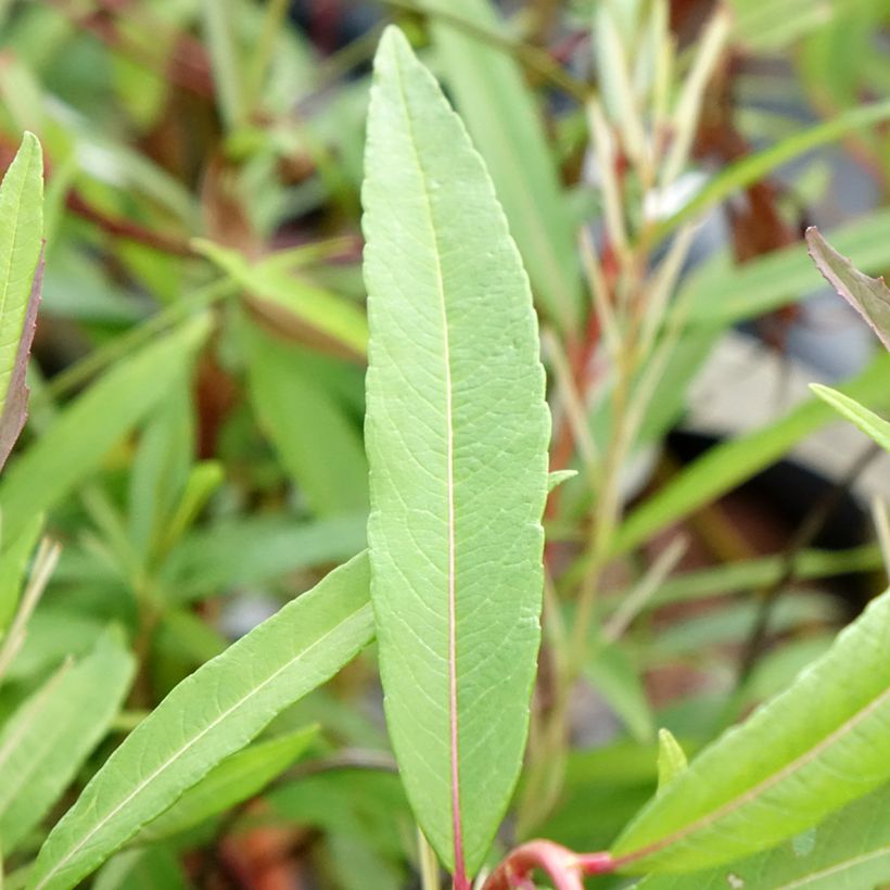 Salix sachalinensis Sekka - Saule de Sakhaline  (Feuillage)