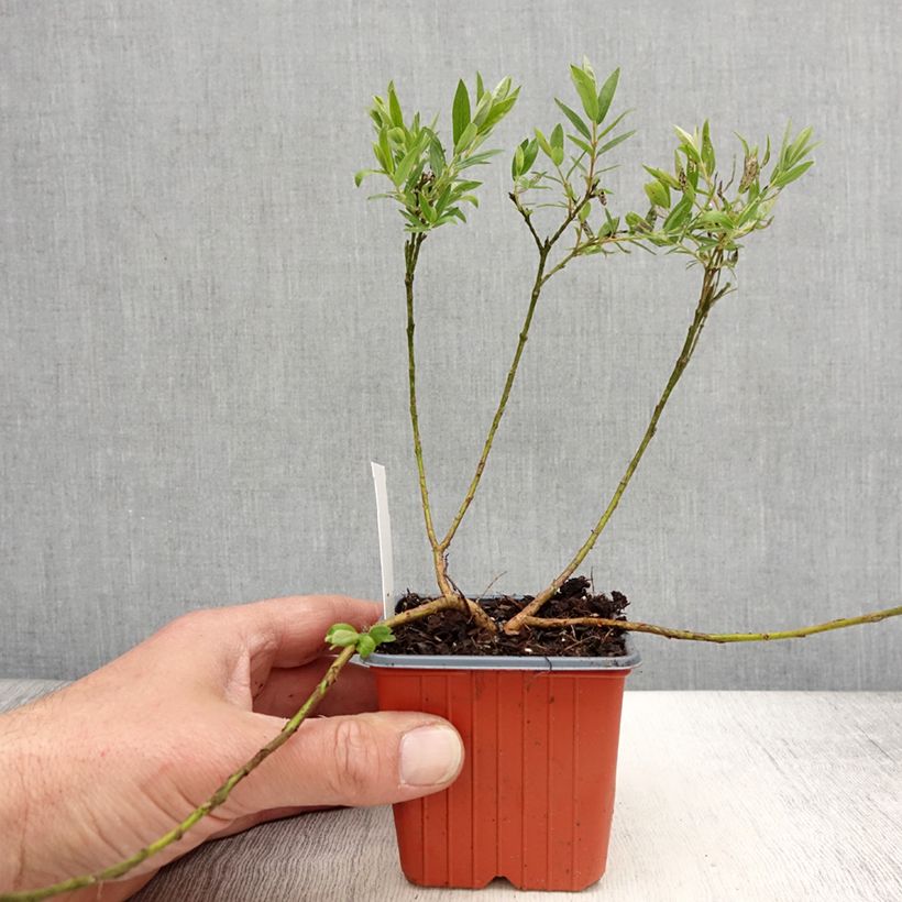 Example of Salix subopposita - Saule nain Godet de 8/9 cm as you get in printemps