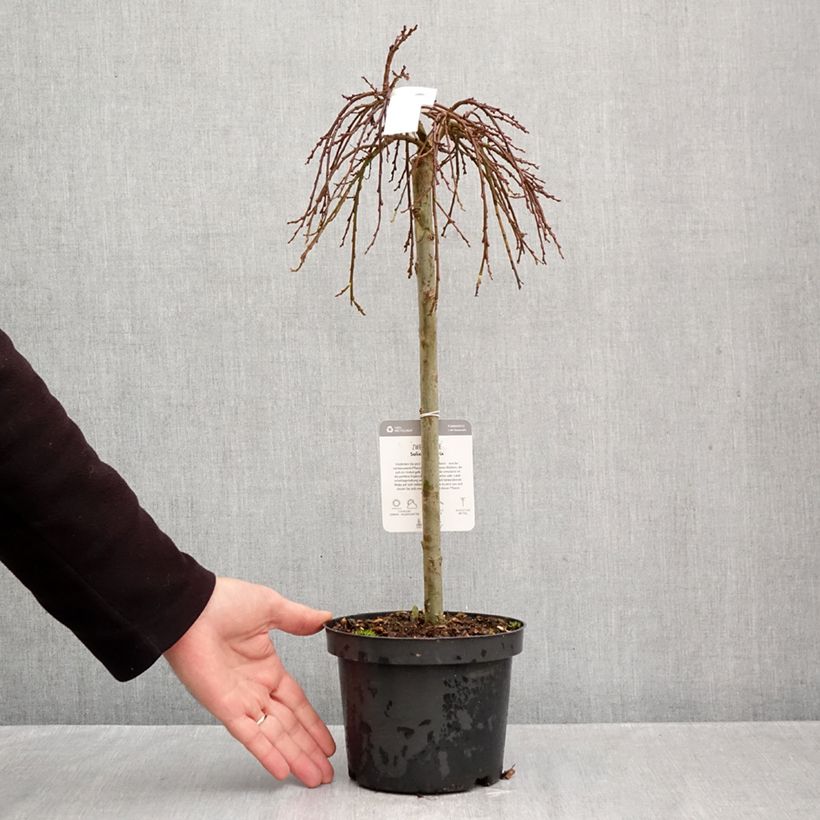 Spécimen de Salix (x) simulatrix - Saule nain Pot de 2L/3L, Tige, Tige de 40 cm tel que livré en automne