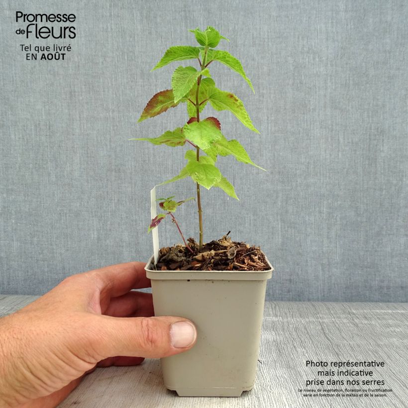 Spécimen de Salvia Amante - sauge hybride Godet de 8/9 cm tel que livré en été