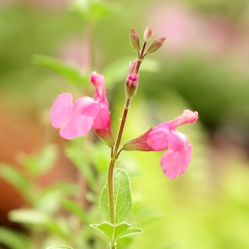 Salvia Delice Feline - Sauge arbustive (Flowering)