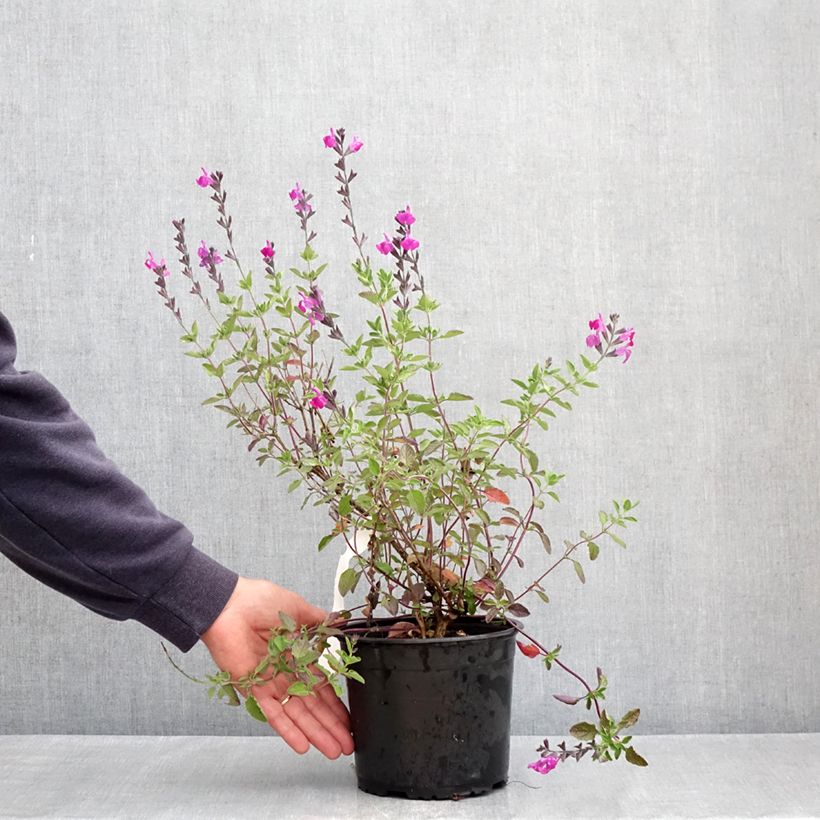 Spécimen de Salvia greggi ARCTIC BLAZE Purple 'Novasalpur' - Sauge arbustive Pot de 2L/3L tel que livré au printemps