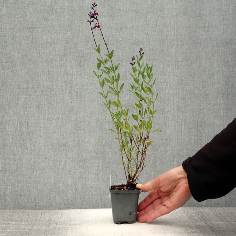 Spécimen de Sauge arbustive Violette de Loire - Salvia jamensis Godet de 7/8 cm tel que livré en été