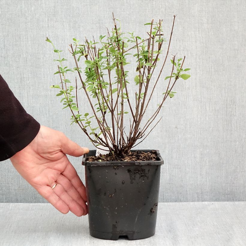 Spécimen de Salvia microphylla Delice Fiona - Sauge arbustive Pot de 2L/3L tel que livré en automne