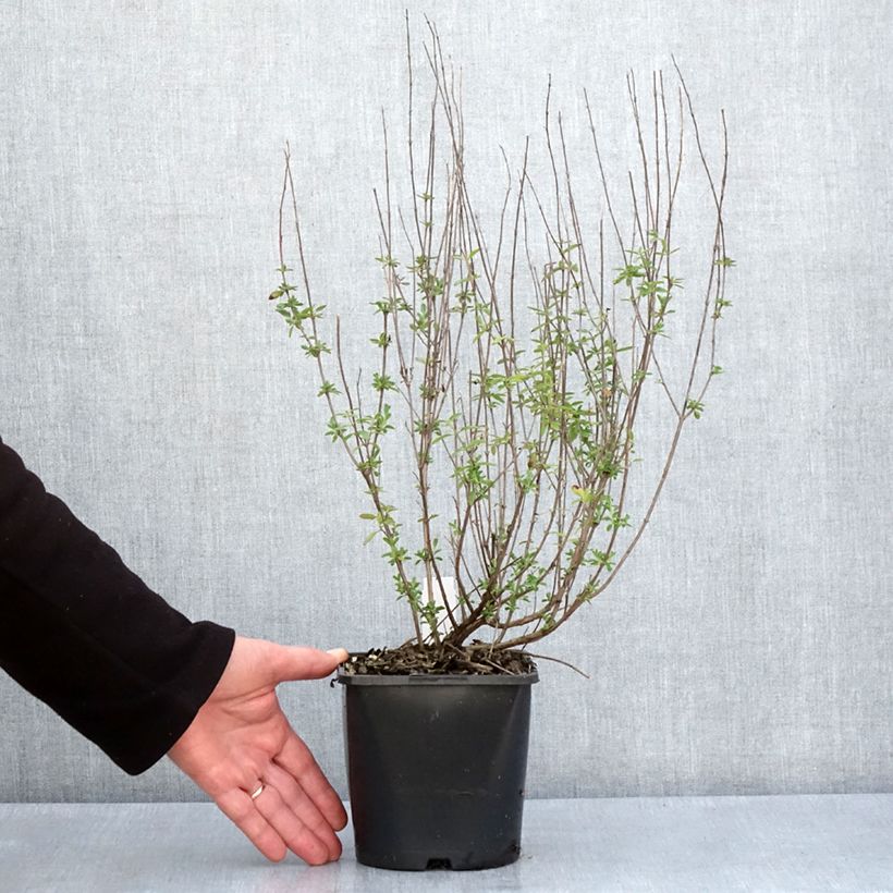 Spécimen de Salvia microphylla Delice Fiona - Sauge arbustive Pot de 2L/3L tel que livré au printemps