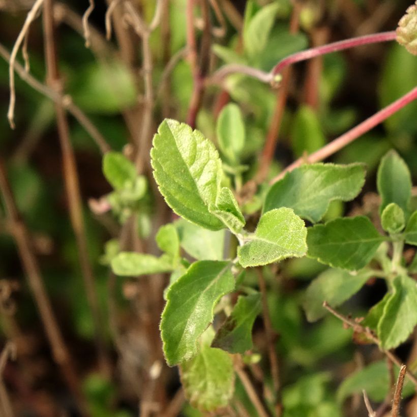 Salvia microphylla Little Kiss - sauge arbustive (Foliage)