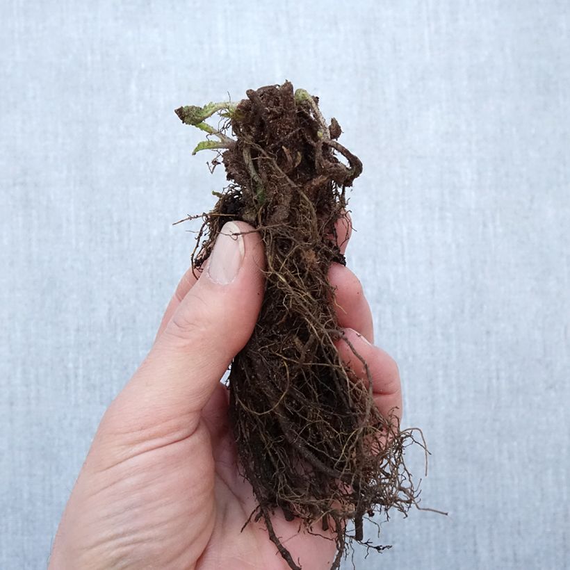 Example of Salvia nemorosa Blauhügel Racines nues, Qualité Extra équivalant à un pot de 2L as you get in hiver