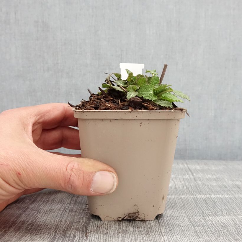 Example of Salvia nemorosa Blue Bouquetta - Sauge des bois Godet de 8/9 cm as you get in printemps