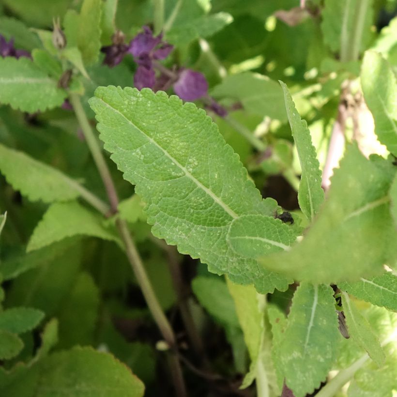 Salvia nemorosa Blue Marvel - Sauge des bois (Feuillage)