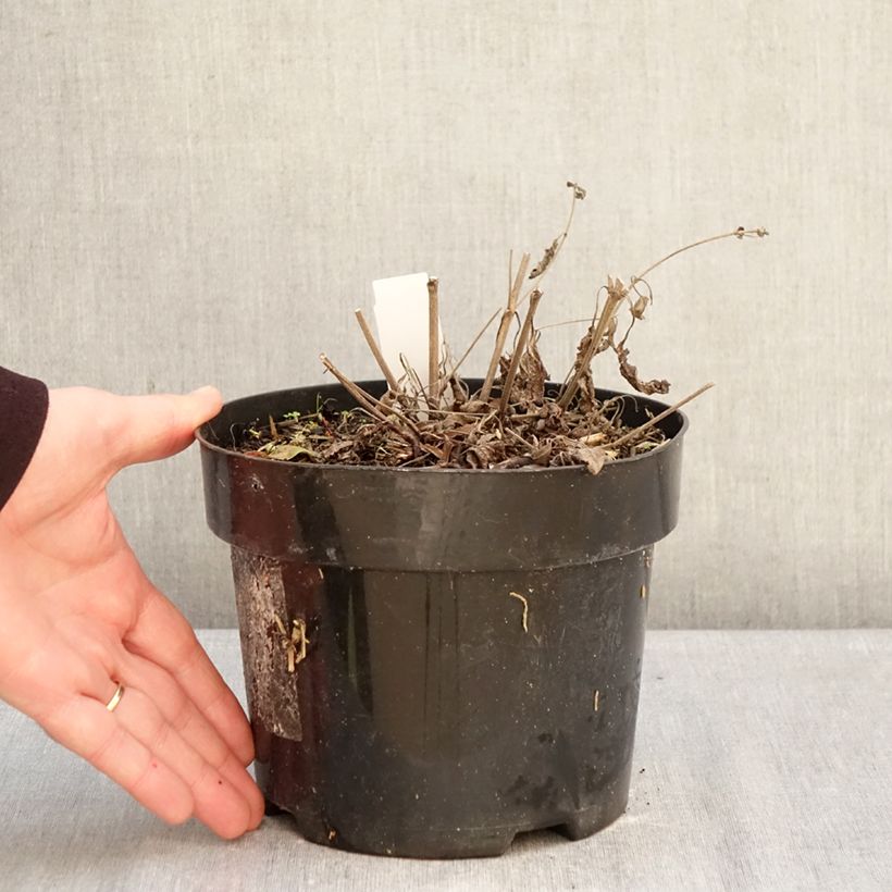 Spécimen de Salvia nemorosa Blue Marvel - Sauge des bois Pot de 2L/3L tel que livré en hiver