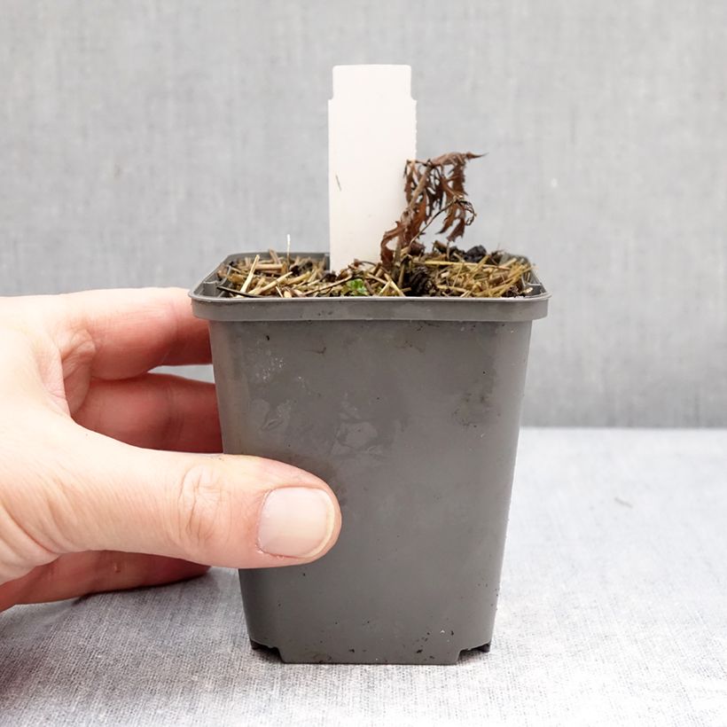 Spécimen de Salvia nemorosa Feathers Flamingo - Sauge des bois  Godet de 7/8 cm tel que livré en hiver