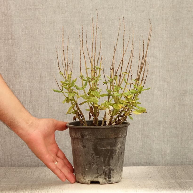 Spécimen de Salvia nemorosa Lyrical Rose - Sauge des bois Pot de 2L/3L tel que livré en été
