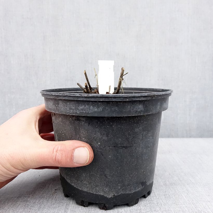 Spécimen de Salvia nemorosa Lyrical Rose - Sauge des bois Pot de 2L/3L tel que livré en hiver