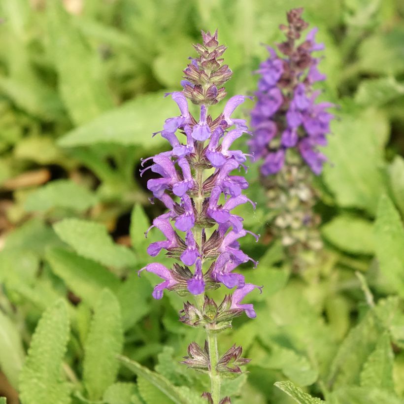 Salvia nemorosa Marcus Haeumanarc - Sauge des bois (Floraison)