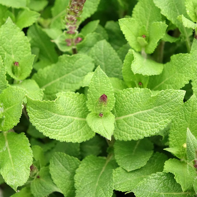 Salvia nemorosa Midnight Rose - Sauge des bois (Feuillage)