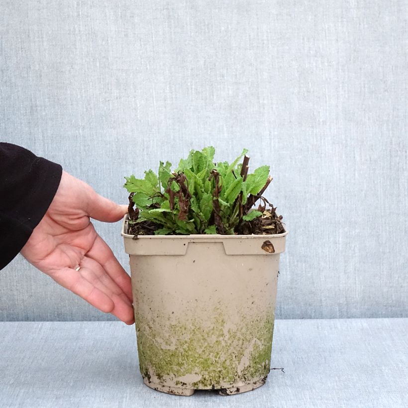 Spécimen de Salvia nemorosa Midnight Rose - Sauge des bois Pot de 2L/3L tel que livré au printemps