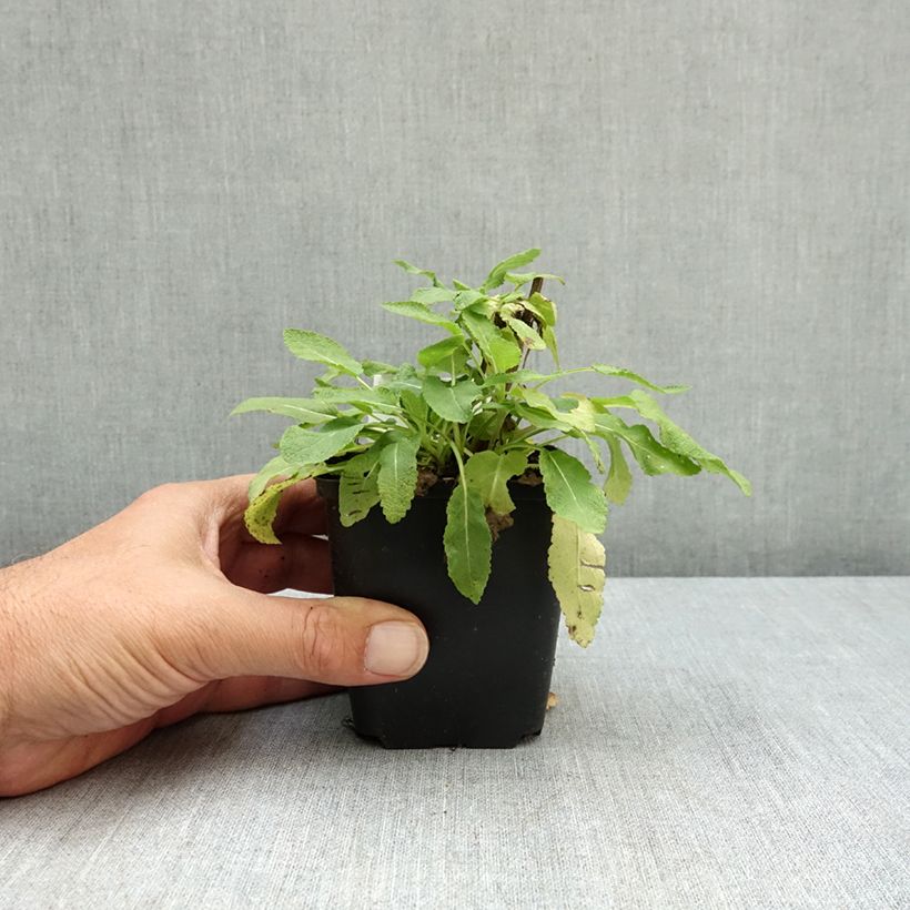 Spécimen de SALVIA nemorosa Rose Queen (Rosakönigin) - Sauge des bois  Godet de 8/9 cm tel que livré en été