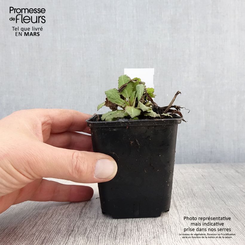 Spécimen de SALVIA nemorosa Rose Queen (Rosakönigin) - Sauge des bois  Godet de 8/9 cm tel que livré au printemps