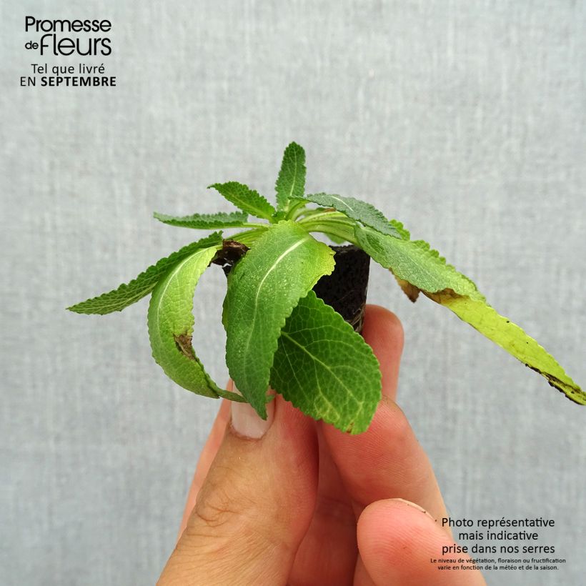 Spécimen de Salvia nemorosa Sensation Deep Blue - Sauge des bois Mini-motte Ø 3/4 cm tel que livré en automne