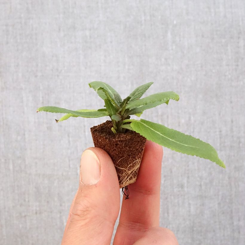 Spécimen de Salvia nemorosa Sensation Rose - Sauge des bois rose clair Mini-motte Ø 3/4 cm tel que livré au printemps