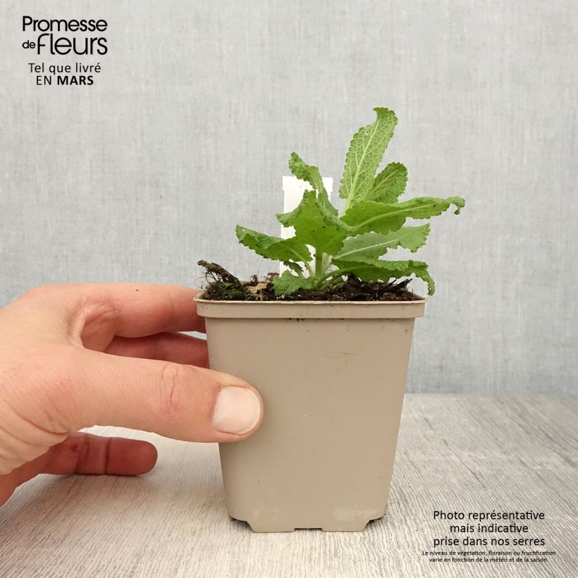 Spécimen de Salvia nemorosa Sensation White - Sauge des bois Godet de 8/9 cm tel que livré au printemps