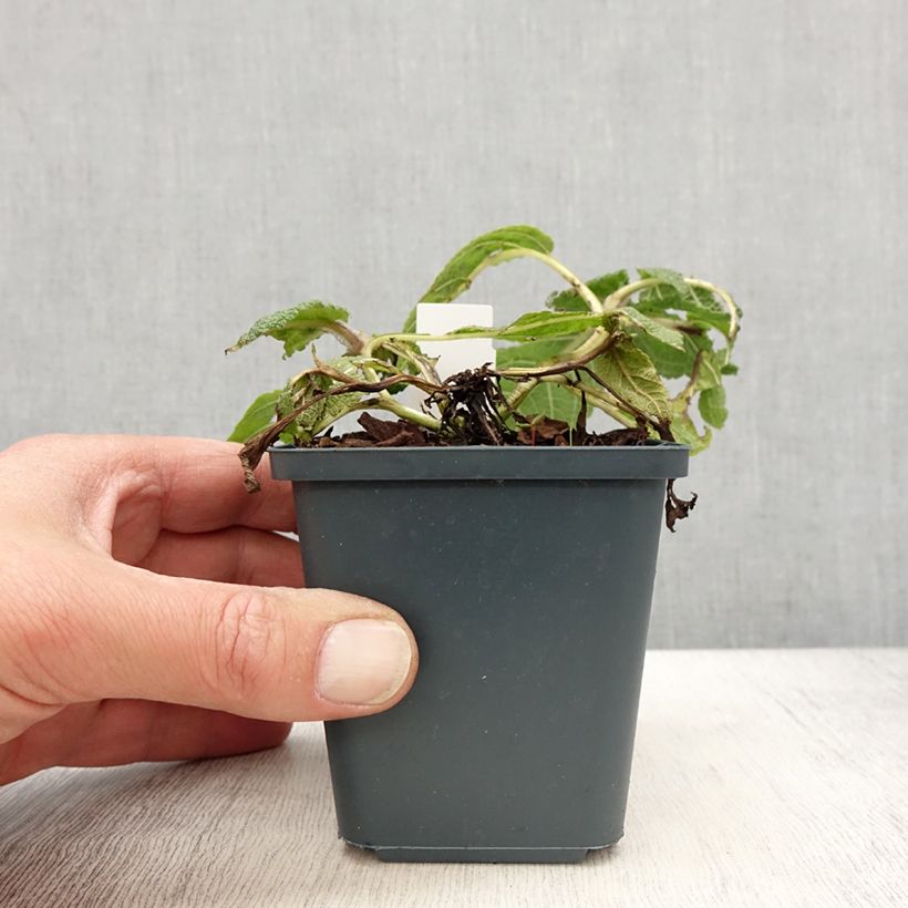 Spécimen de Salvia pratensis Madeline - Sauge des près bicolore Godet de 8/9 cm tel que livré au printemps