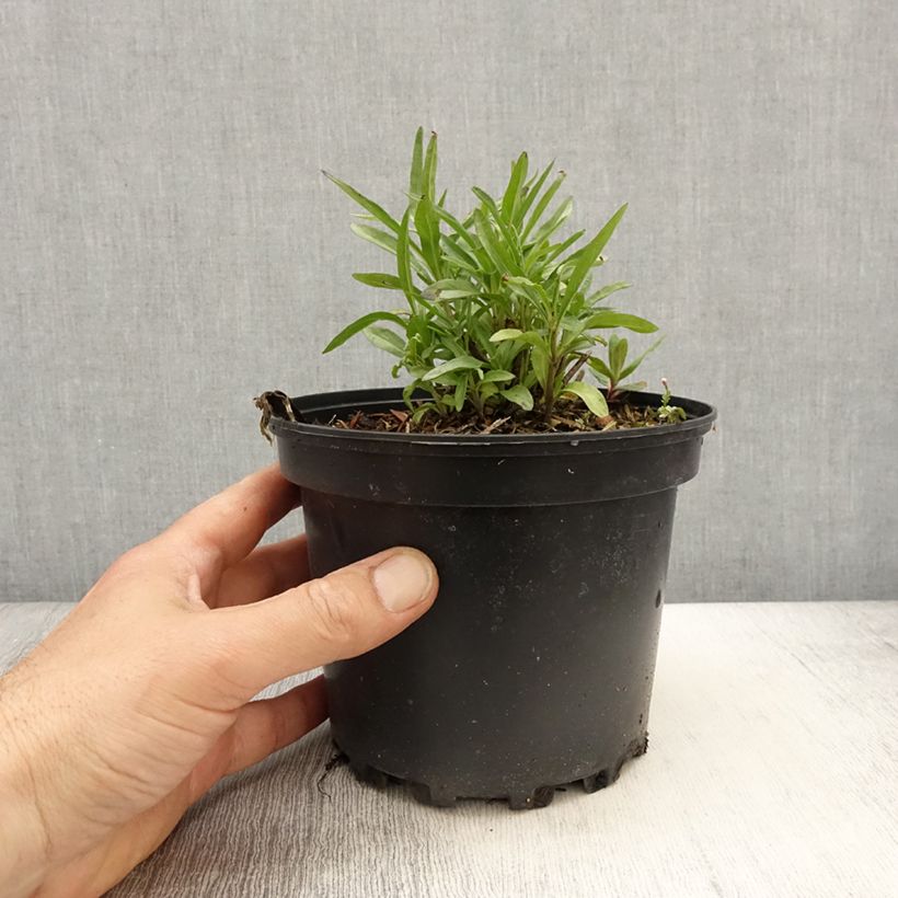 Spécimen de Salvia reptans West Texas form - Sauge cobalt  Pot de 2L/3L tel que livré au printemps