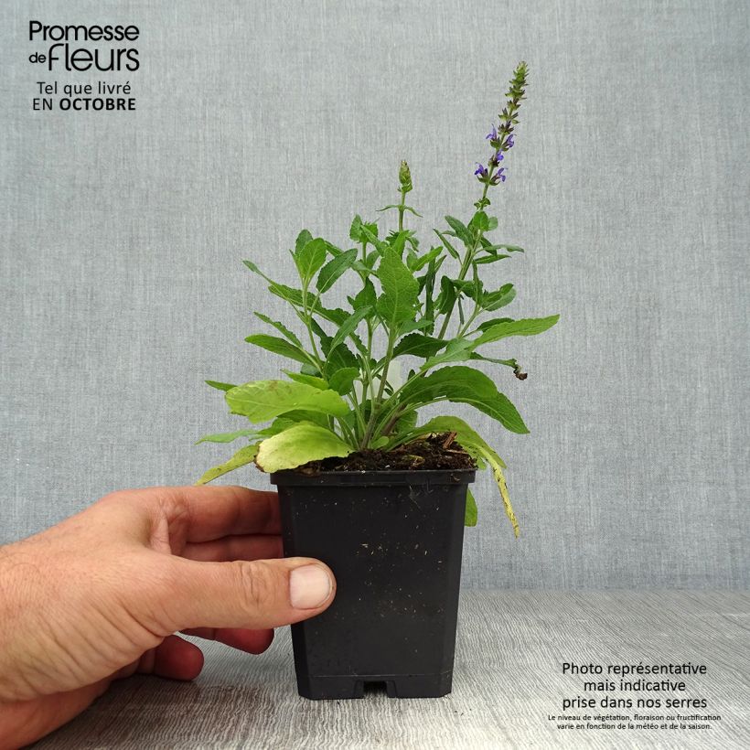 Spécimen de Salvia superba Blaukönigin (Reine des Bleues) - Sauge des bois Godet de 8/9 cm tel que livré en automne