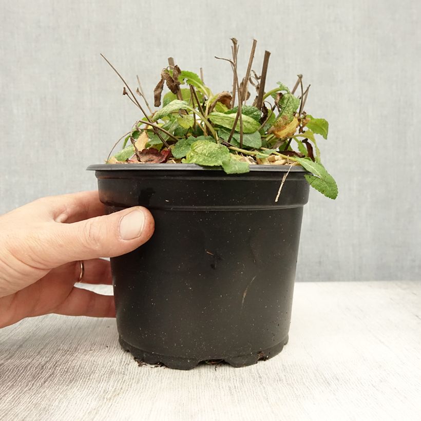 Spécimen de Salvia superba Blaukönigin (Reine des Bleues) - Sauge des bois Pot de 2L/3L tel que livré en automne
