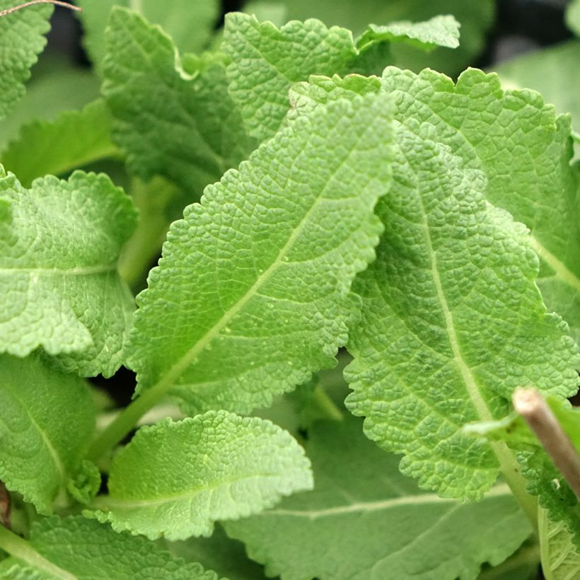 Salvia superba Reine Rose - Sauge des bois (Feuillage)