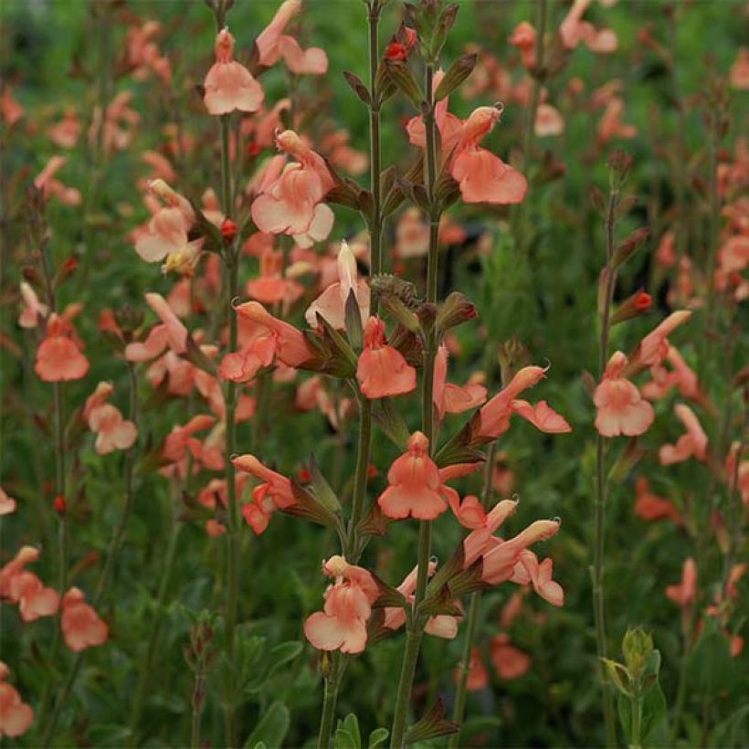 Sauge arbustive California Sunset - Salvia (x) jamensis (Flowering)