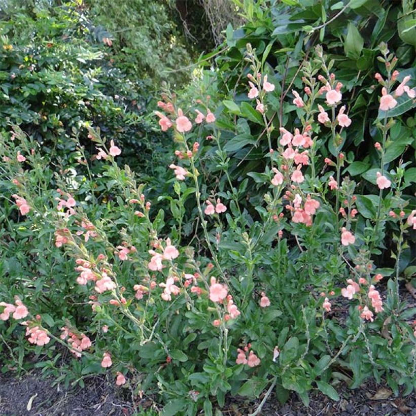 Sauge arbustive California Sunset - Salvia (x) jamensis (Plant habit)
