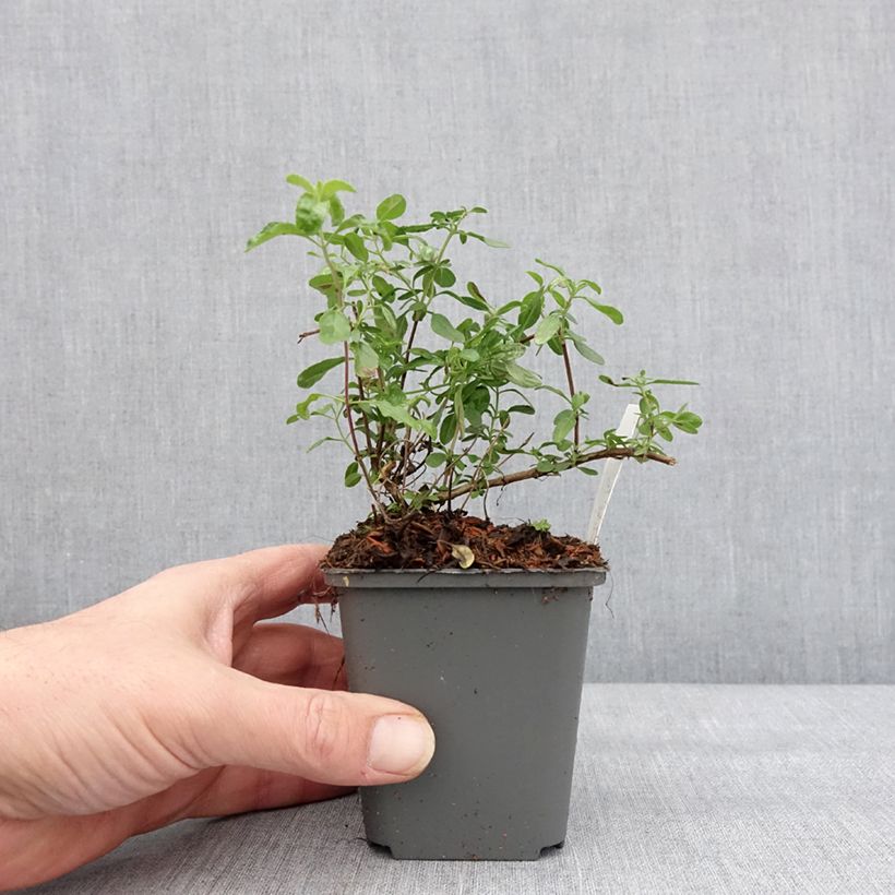 Example of Salvia x jamensis Carolus - sauge arbustive Godet de 8/9 cm as you get in hiver