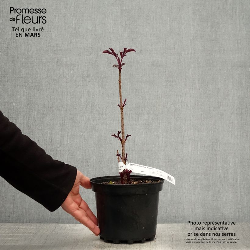 Example of Sambucus Chocolate Marzipan - sureau Pot de 3L/4L as you get in printemps