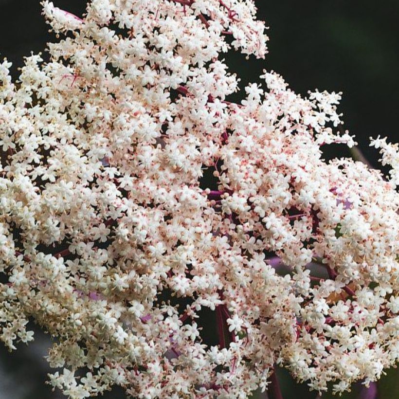 Sambucus Chocolate Marzipan - sureau (Flowering)
