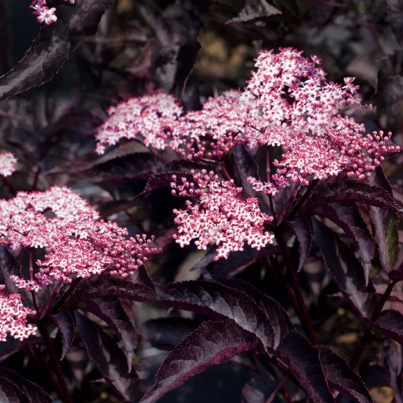 Sureau noir - Sambucus nigra Black Beauty (Gerda) (Flowering)